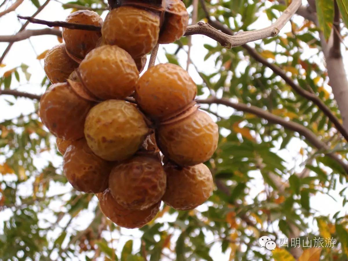 过季就来不及了，快去四明山上捡“黄金果”！（附全攻略）