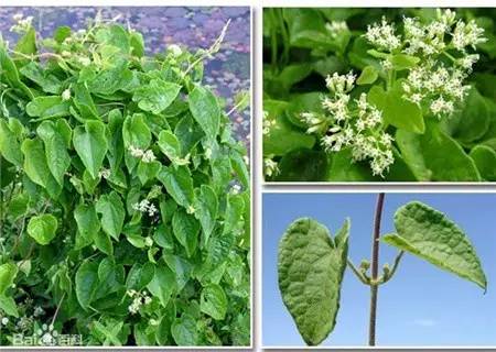 野火烧不尽死灰复燃,野火烧不尽野草