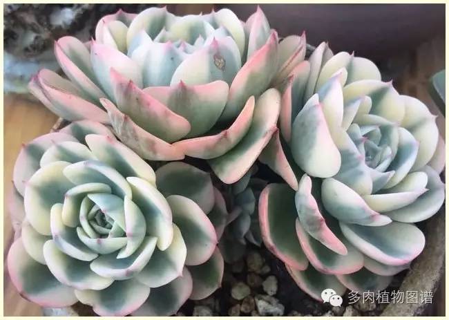 才离家半个月，回来后看到家里的多肉一阵狂喜~