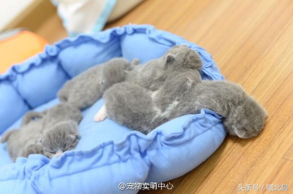 猫奴求助猫猫淘气吃了一点书法印泥会中毒吗？在线等，挺急的。