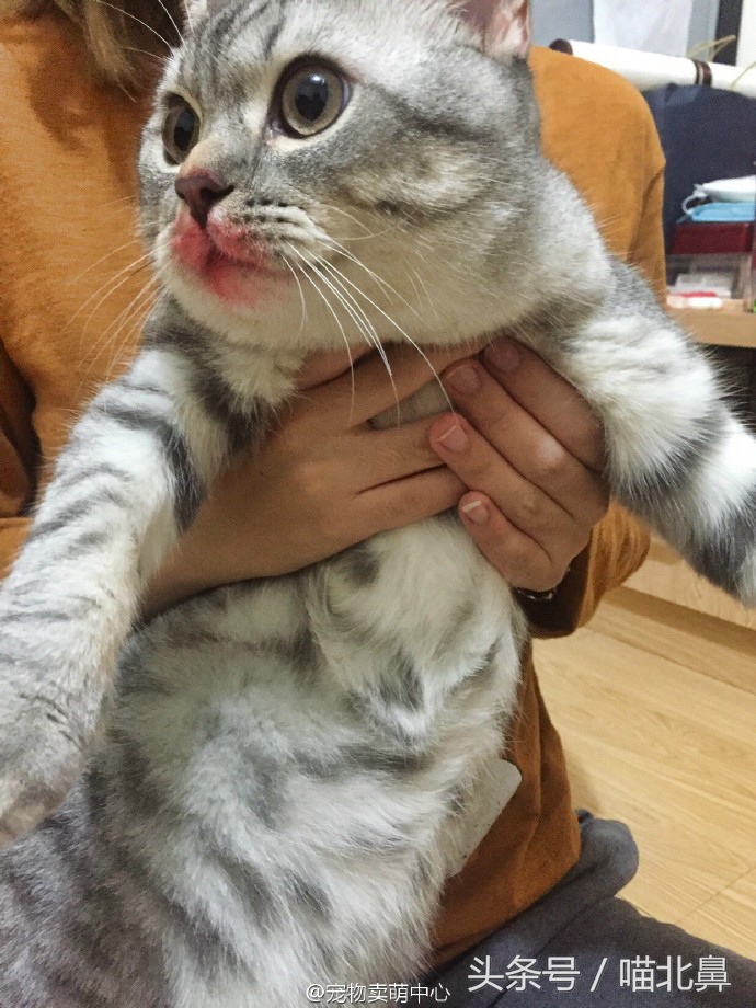 小猫吃猫砂会中毒吗,猫奴求助