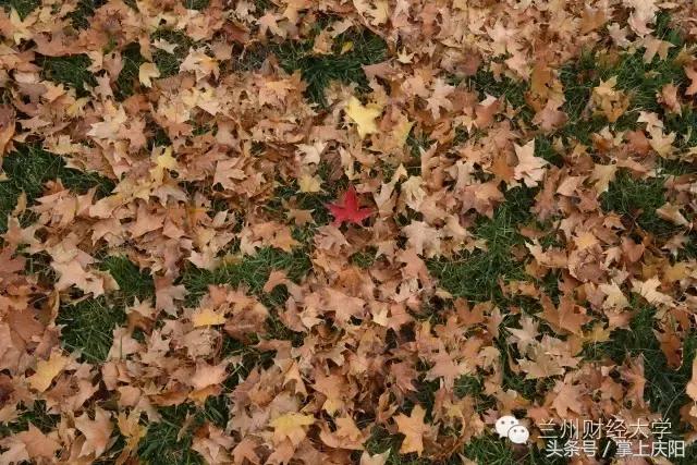 在兰财的一天vlog,在兰大秋天的感受