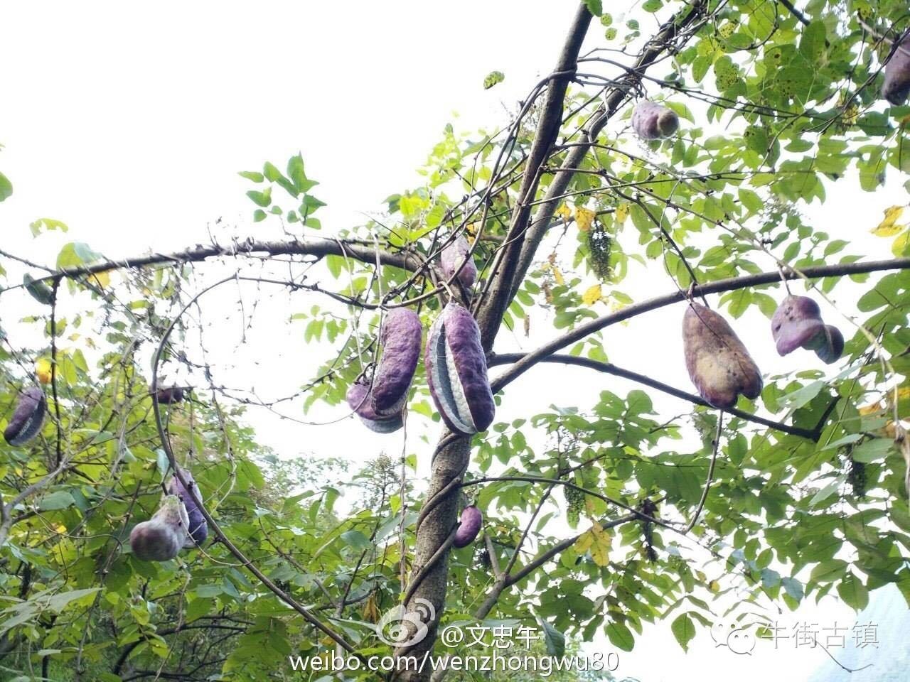 牛街自述，看完再也不嫌弃你了~~~