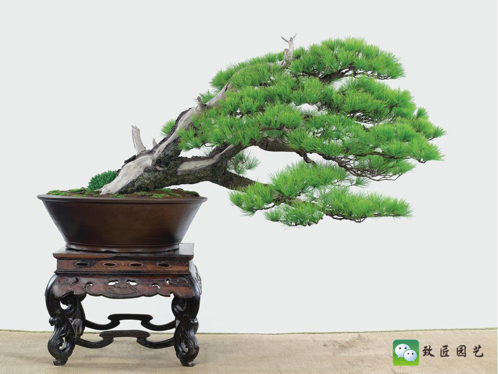 黑松盆景获奖作品 (金奖文人黑松盆景精品)