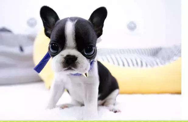 养斗牛犬应该注意什么,斗牛犬怎么养才好