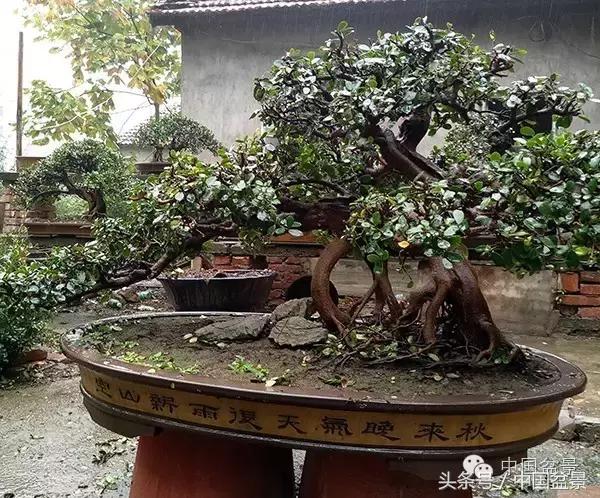 蚊母盆景的养殖方法,盆景中华蚊母的小叶叶片图片