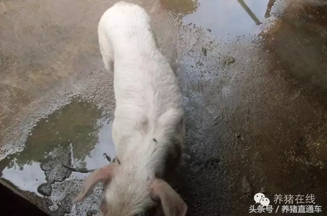 春季猪腹泻的治疗和预防,猪流行性腹泻的症状及防治措施