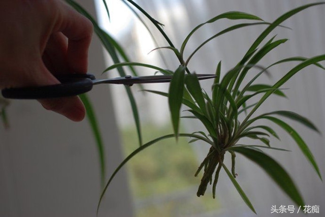 水培吊兰怎么才能长得茂盛,金鱼吊兰水培能茂盛吗