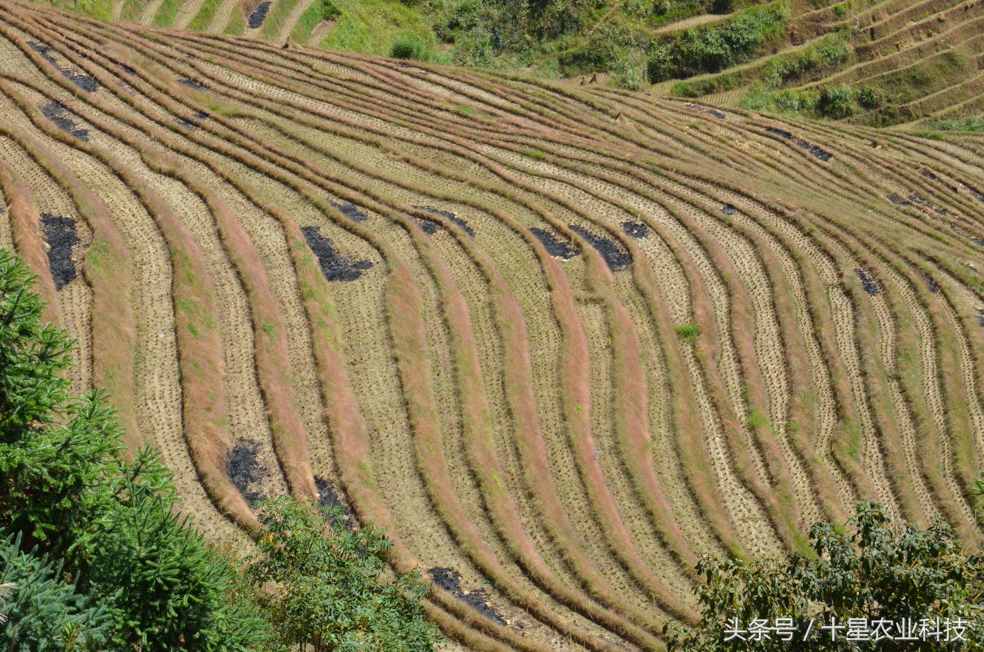龙胜瑶族大寨龙脊梯田，原创拍摄几十图，有美女出镜哦！