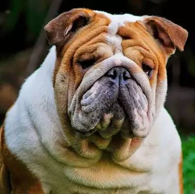 一梦谈狗：这些都不知道，别告诉我你喜欢英国斗牛犬……