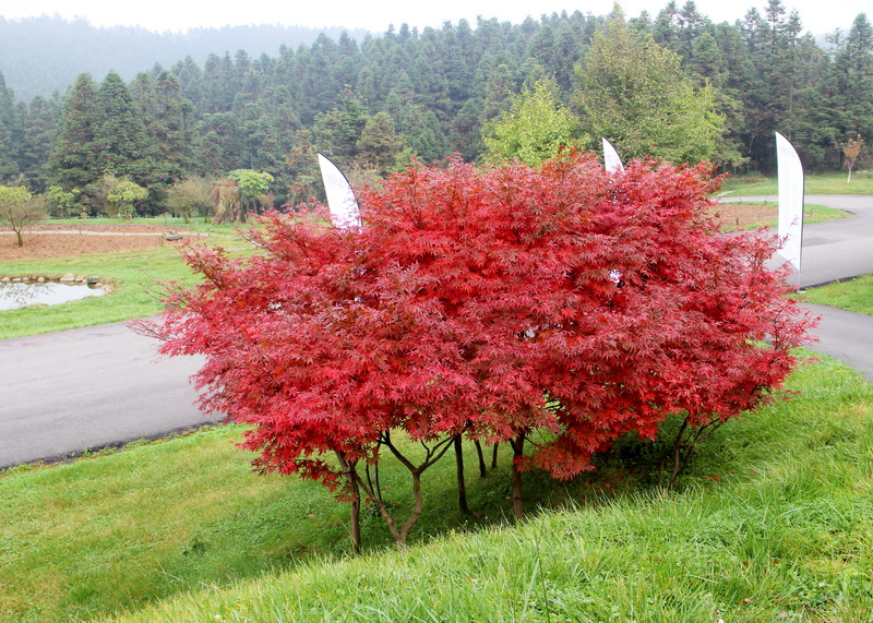 印象武隆属于什么档次,重庆旅行攻略观夜景