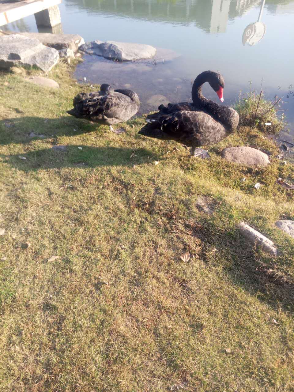 理工男跳啦啦操视频,啦啦操舞蹈视频理工男