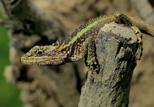 蜥蜴蜕皮蜕不下来怎么办,蜥蜴遇到危险回缩成一团