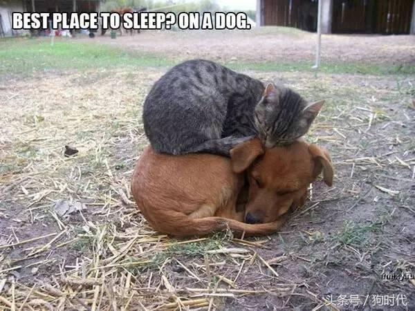 喵星人平常很高冷,喵星人高冷