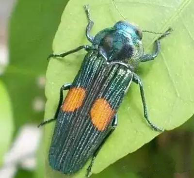 8090后养过的宠物,盘点那些年养过狗狗的视频