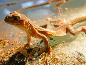 那些年的神级狗狗,那些年养过的电子宠物