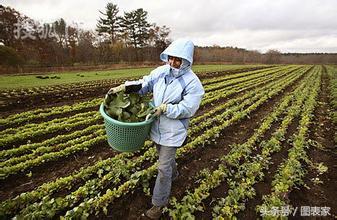 白领蓝领怎么区分,白领金领黄领蓝领怎么区分