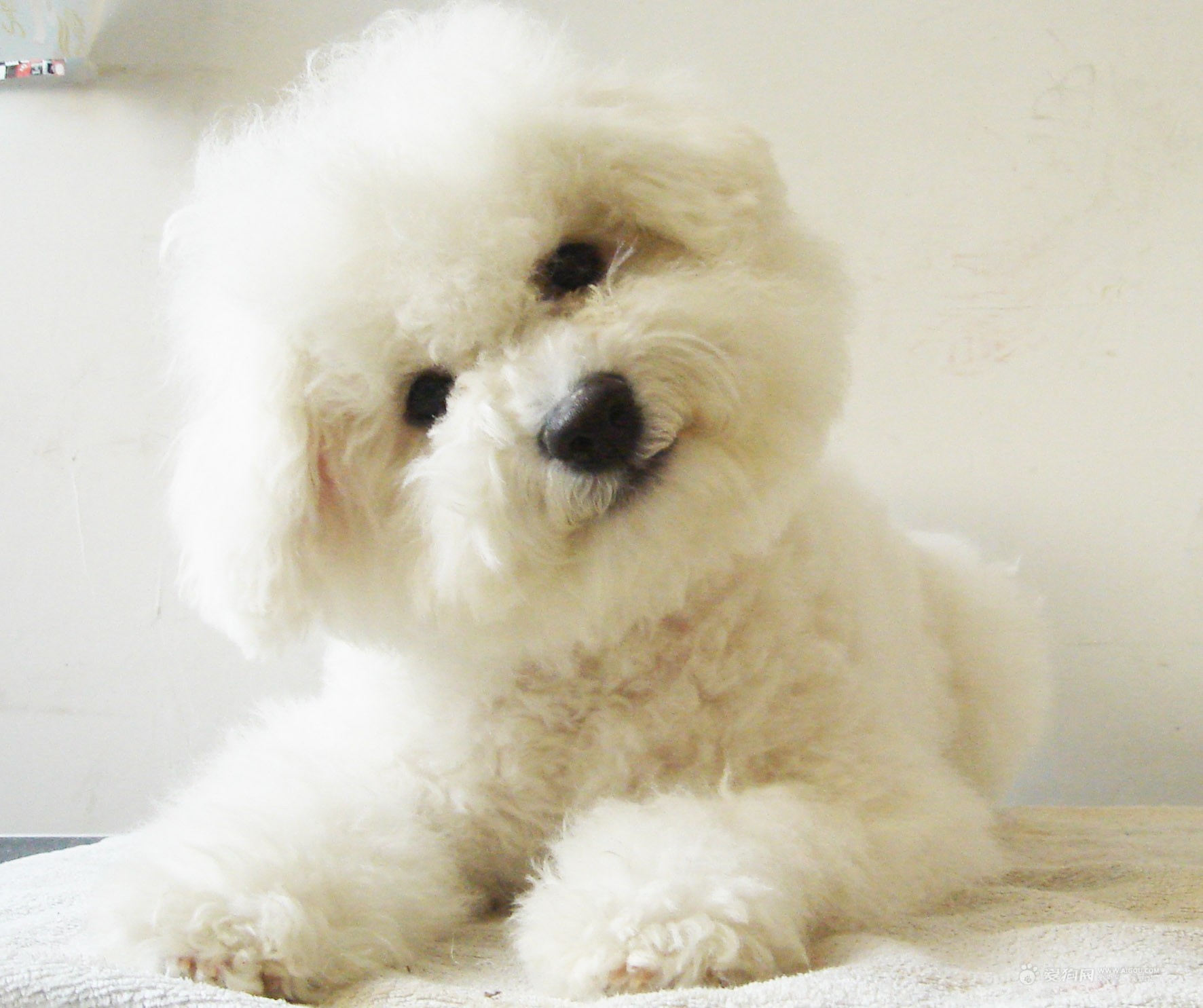 狗狗太臭？这些方法帮你治一治