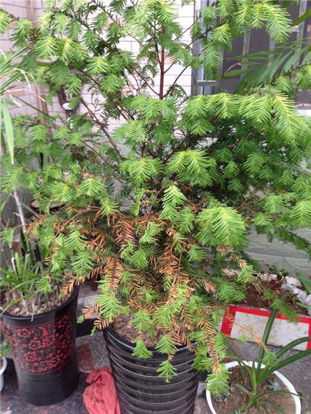 牡丹树叶子发黄啥原因,柳杉叶子发黄怎么补救