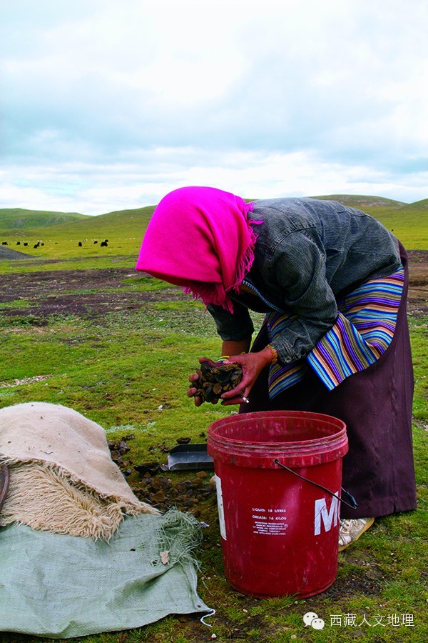 草原的风草原的雨草原的羊群歌谱,卓玛的羊群