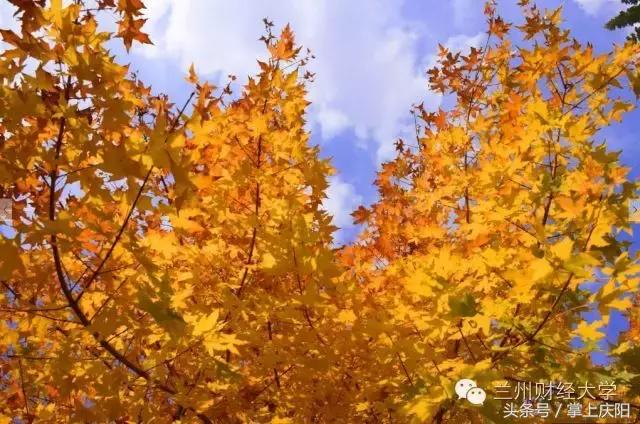 在兰财的一天vlog,在兰大秋天的感受