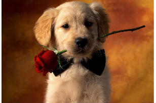 盘点校园里的那些最浪漫的表白,世上最浪漫的校园表白