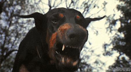 时尚界的动物元素,动物进化论