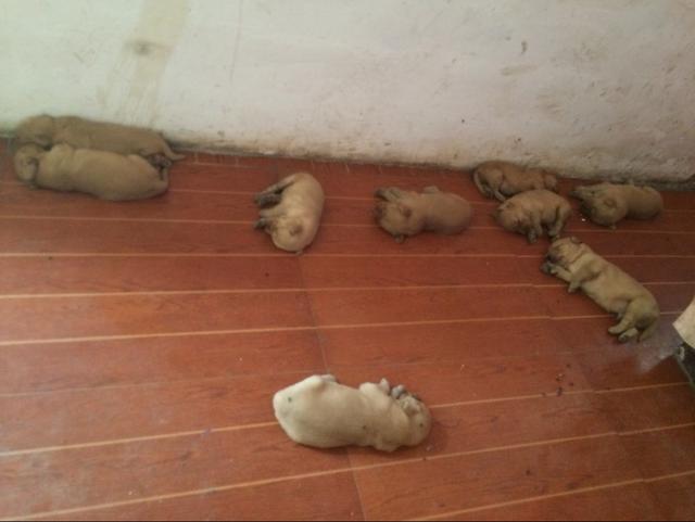 金毛生了9只狗崽，嫌弃太多而不愿喂奶，看着真心疼