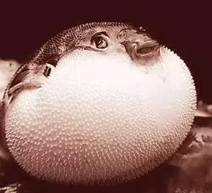 河豚被禁止了吗,河豚鱼禁售令