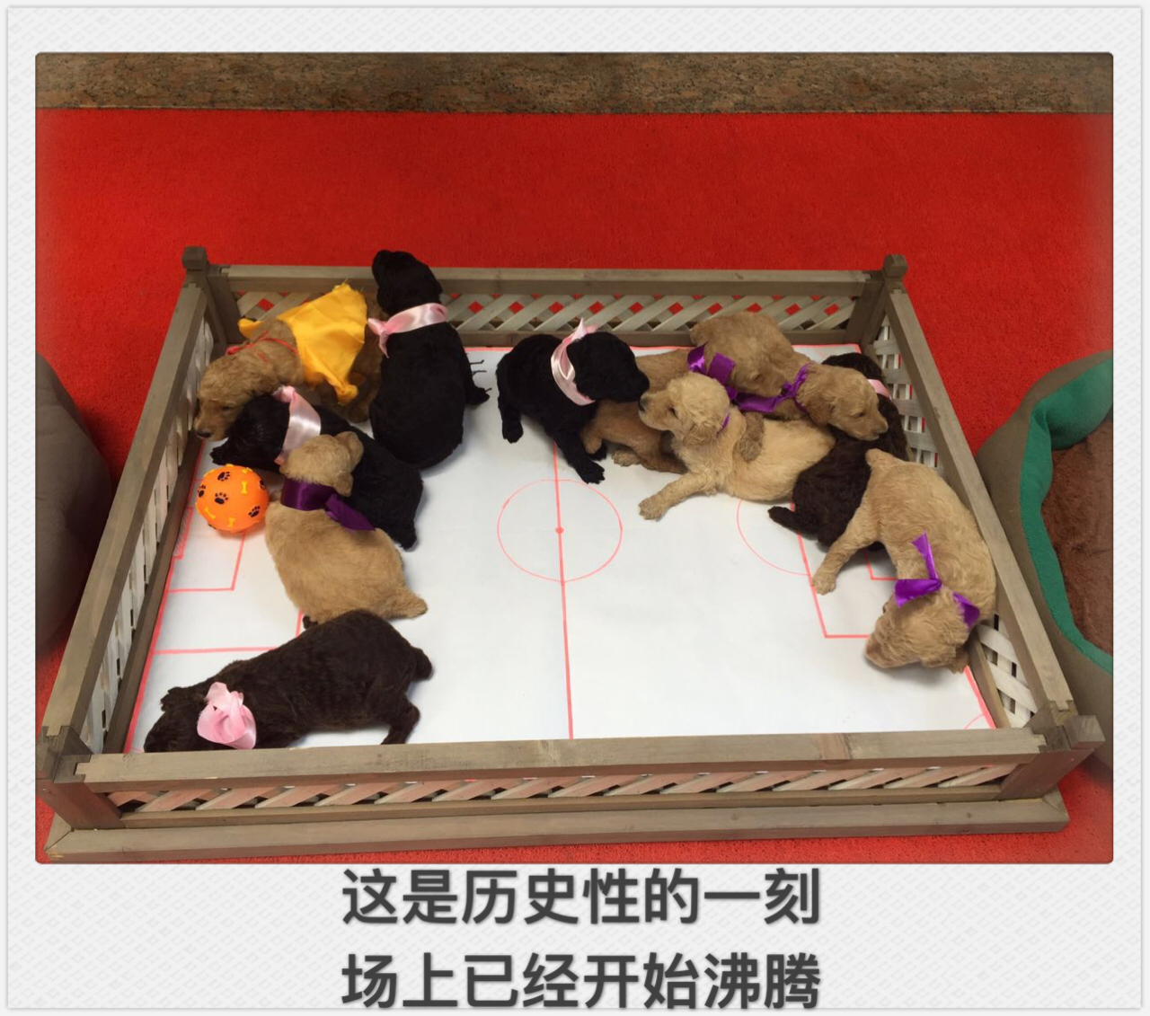 小狗踢足球绕杆视频,小萌狗打球