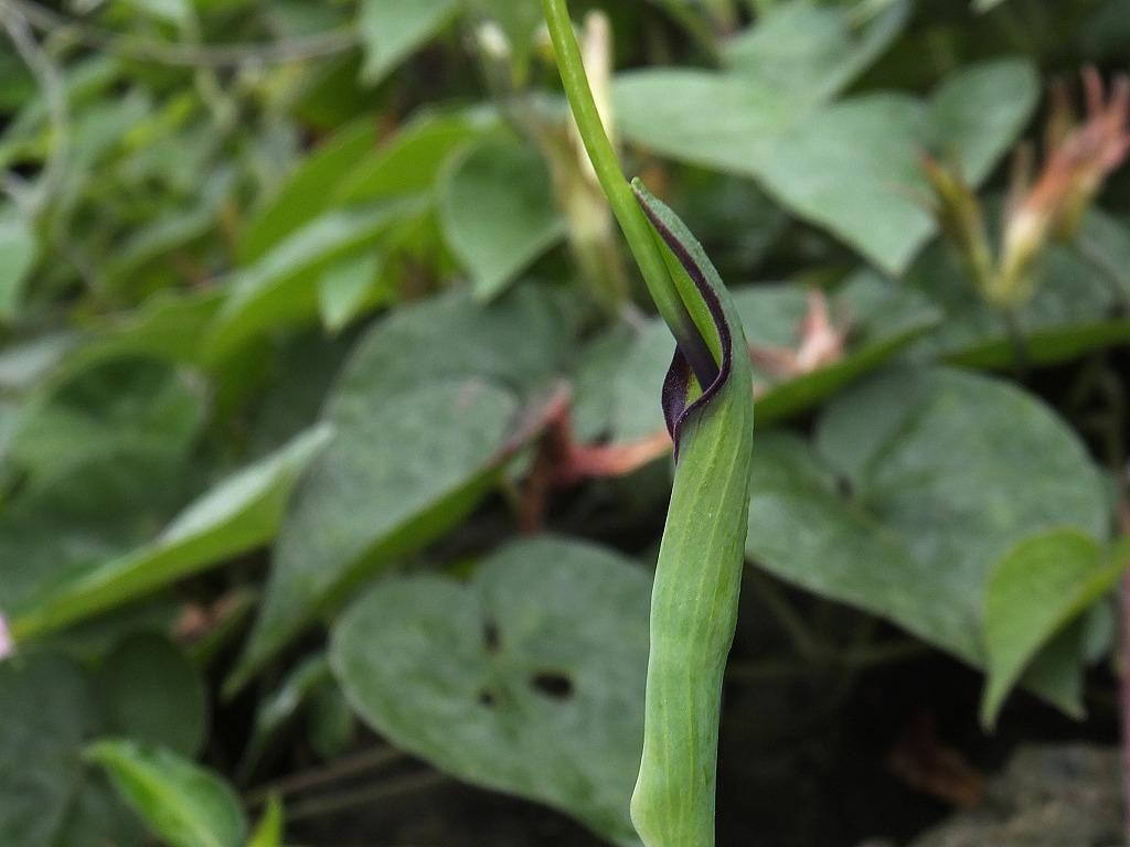 治鸡眼的十大民间偏方,鸡眼图片大全及治疗方法