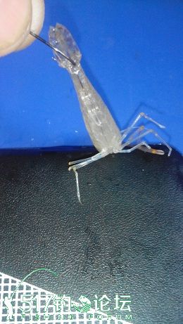 钓鱼钩虾的正确方法图解,手竿钓鳜鱼用虾子要用铅坠吗