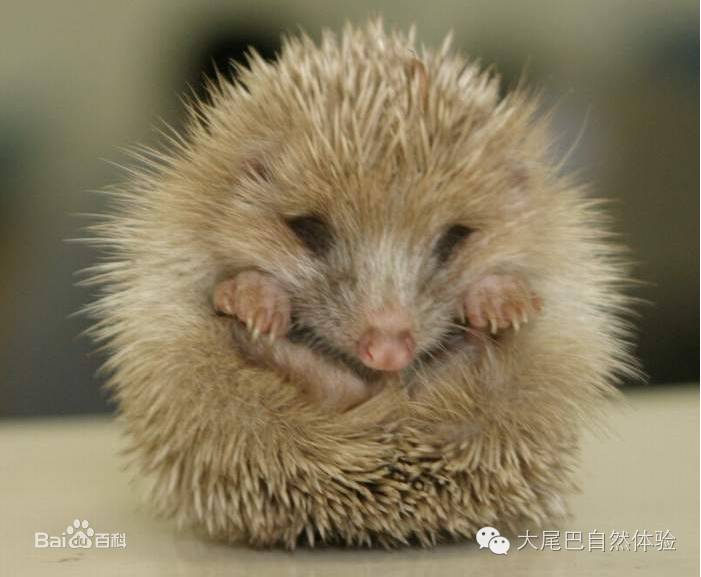 每天一种水果介绍山竹,每天一个水果是什么体验