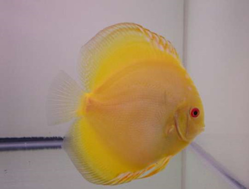 七彩神仙鱼的症状及治疗方法,七彩神仙鱼体表寄生虫图鉴