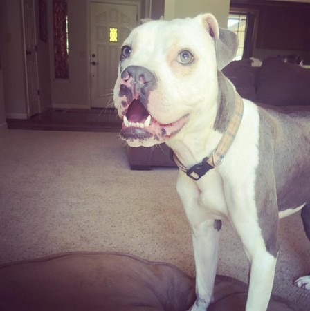 狗上颚裂了还能活吗,狗狗出生上颚腭裂什么原因