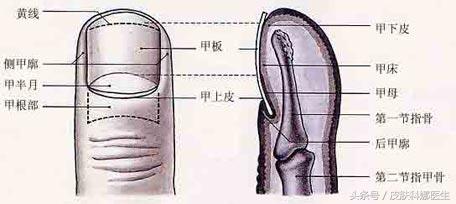 指甲上有很短的黑色线怎么回事,指甲上面出现一条黑线
