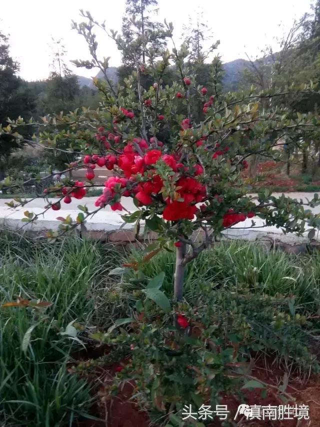 富源县营上镇营上村高清航拍,富源营上大坪照片