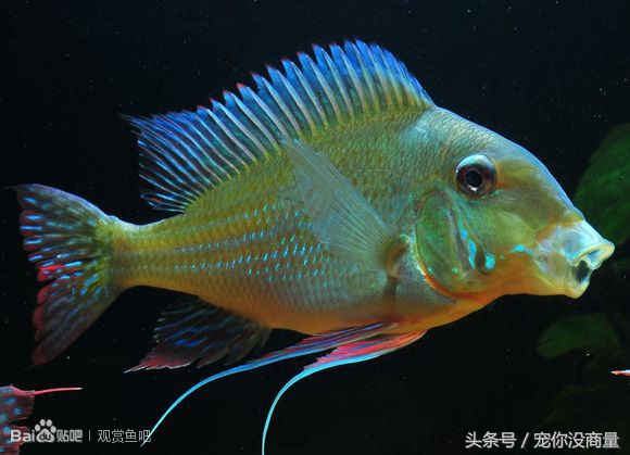 买的硝化细菌真的管用吗,喜尊硝化细菌真的和假的怎么鉴别