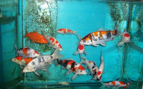 鱼缸饲养龙凤锦鲤,鱼缸里养五条锦鲤比较好