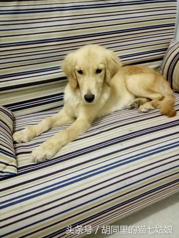 路上捡到一只金毛犬,路上见到一只小金毛