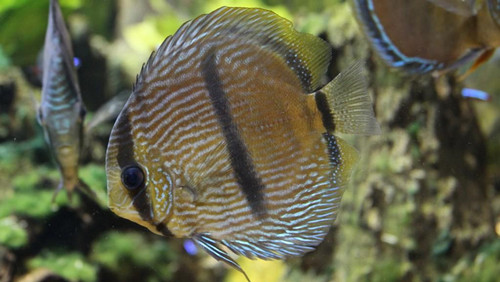 七彩神仙鱼的症状及治疗方法,七彩神仙鱼体表寄生虫图鉴