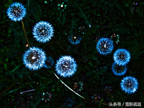 紫色烟花易冷的抖音,紫色烟花凝墨