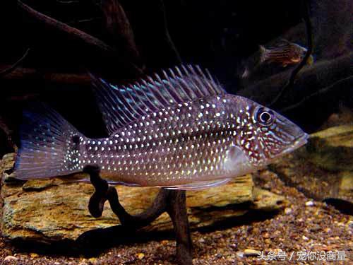 买的硝化细菌真的管用吗,喜尊硝化细菌真的和假的怎么鉴别