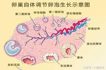 卵泡生长速度跟心情有关系吗,不知道卵泡长不长能吃来曲唑吗