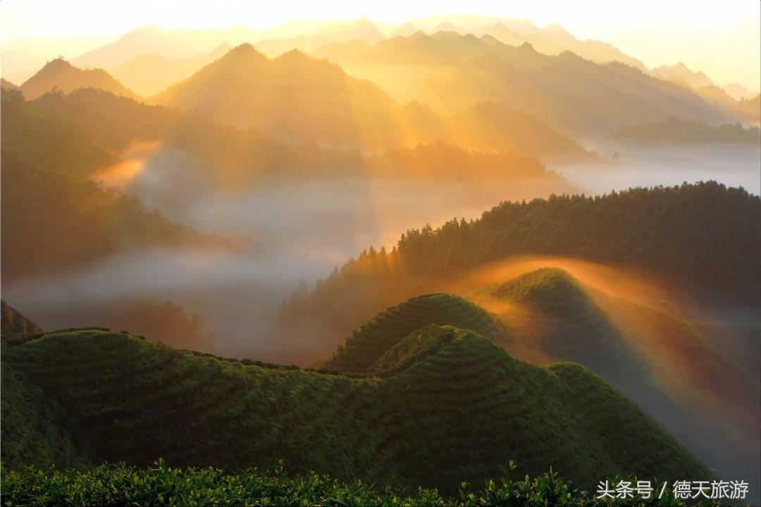 闻茶香回甘甜暖人心,闻茶香绿茶