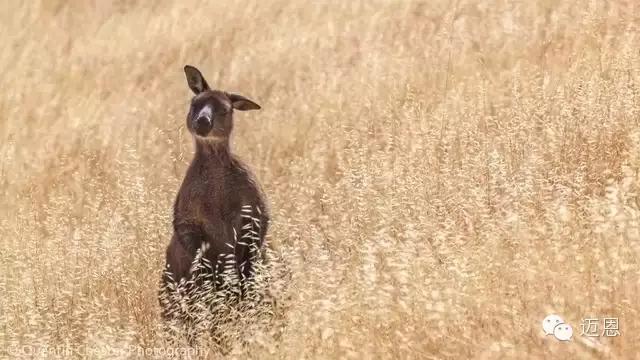 袋鼠和考拉在加拿大还是澳大利亚,袋鼠和考拉是什么关系