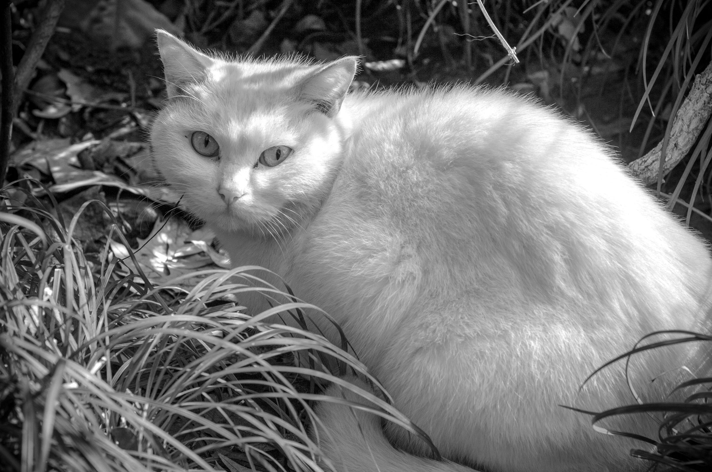 尼康z501.8s,尼康5018d价格