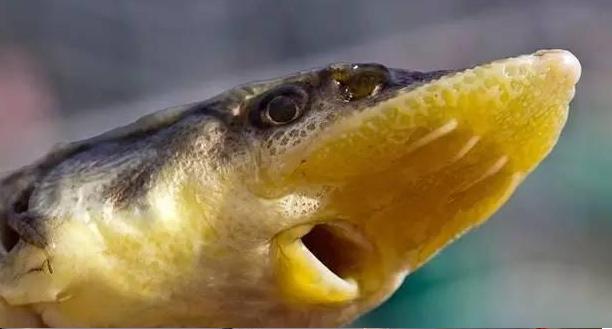 冬天钓鲟鱼的正确方法与技巧,钓鱼鲟鱼用什么钓