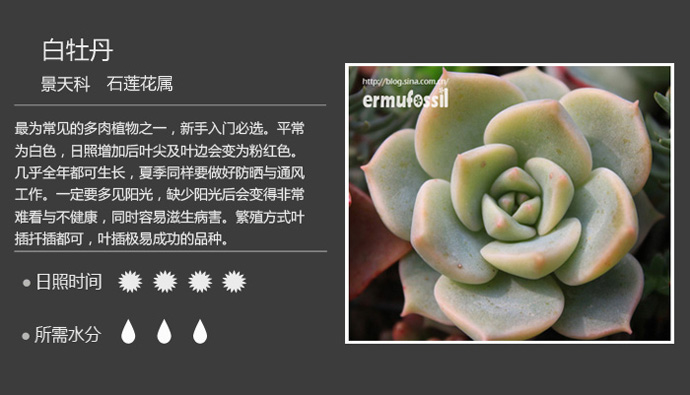 1000种多肉植物珊瑚图鉴,最全多肉品种图鉴