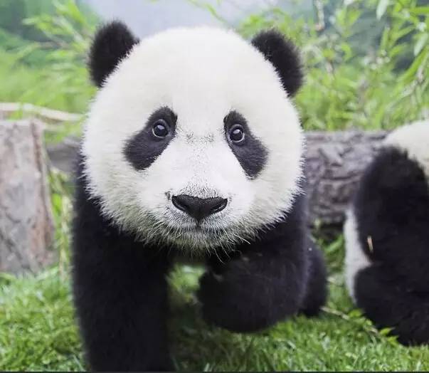 功夫熊猫是四川熊猫还是秦岭熊猫,为什么熊猫是中国的国宝